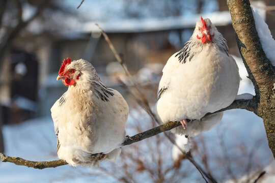 Free-range Sussex chickens in winter.