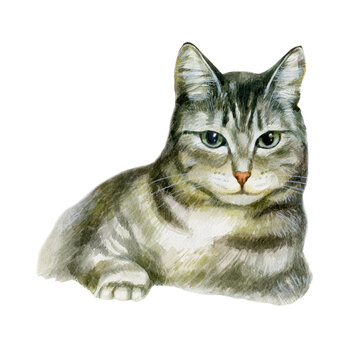 Cat. Portrait of a cat. Watercolor illustration, portrait of a tabby cat.