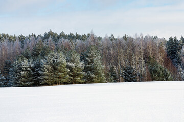 Pine trees,birches in a row. Snowy nice forest. Lithuania. Northern Europe