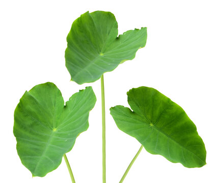 Elephant Ears Taro (colocasia esculenta) leaves isolated on white background
