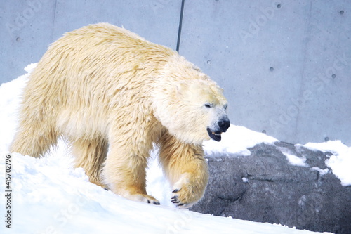 札幌円山動物園の可愛いホッキョクグマ Wall Mural Wallpaper Murals Kat334