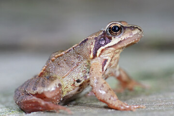Closeup of a subadult European common brown frog , Rana temporaria in the garden