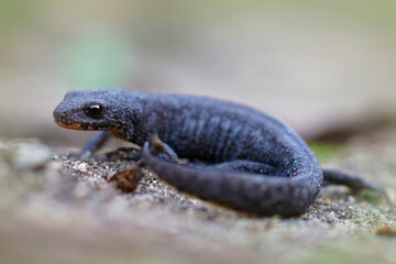 Soft full body shot of a subadult female alpine newt , Ichthyosaura alpestris , in terrestrial phase