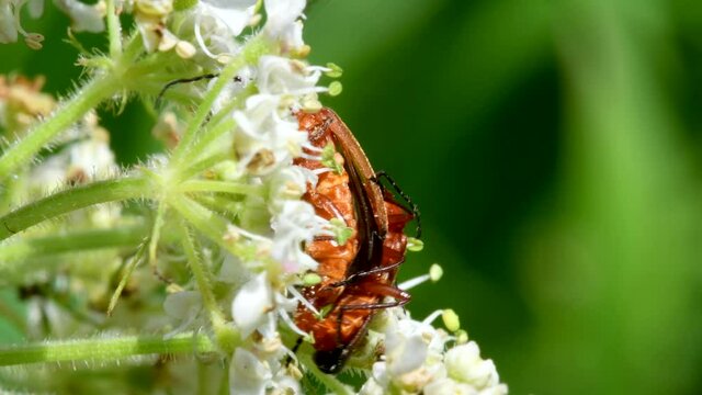 Pair of Soldier Beetle in copulation, their Latin name is Cantharis livida