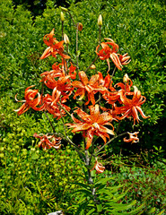Close up of Lilium Bellingham Hybrid Group in a flower border