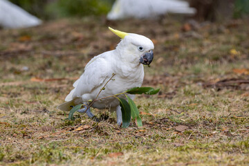 Yellow-crested cockatoos in a Tasmanian national park