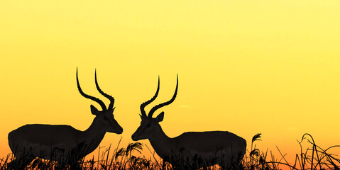 Two red deer at outdoor nature sunset.