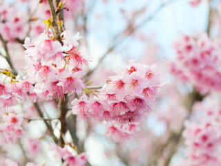 桜の花アップ