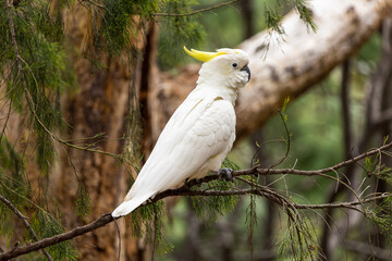 Yellow-crested cockatoos in a Tasmanian national park