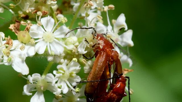 Pair of Soldier Beetle in copulation, their Latin name is Cantharis livida