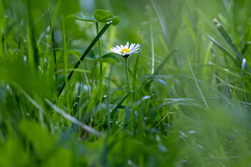 Daisy flower growing in the garden