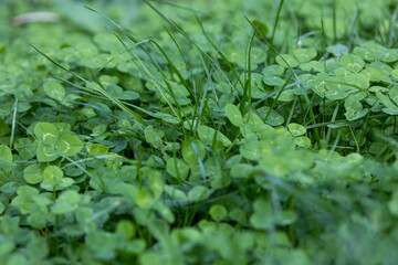 Clover and ryegrass growing in the garden