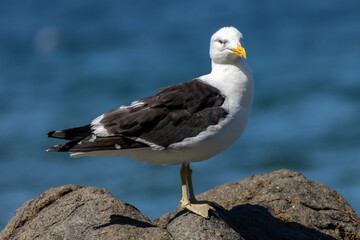 Pacific gull perched on a rock at the beach