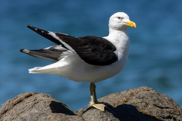 Pacific gull perched on a rock at the beach