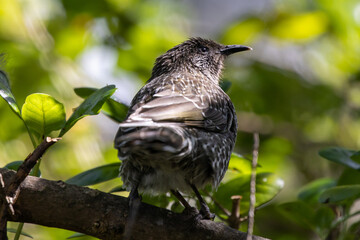 Little wattlebird perched on a branch
