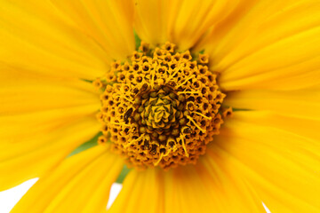 Jerusalem artichoke flower (topinambur) on white background