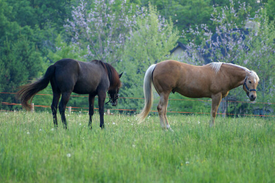 horses grazing in a field © Berridge Photography