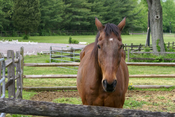 horse in a stable