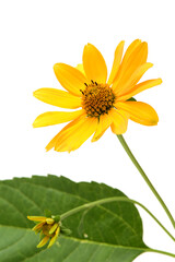 Jerusalem artichoke flower (topinambur) on white background