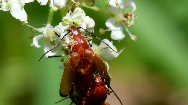 Pair of Soldier Beetle in copulation, their Latin name is Cantharis livida