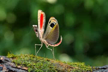 Colorful grasshopper 