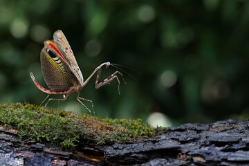 Colorful grasshopper 