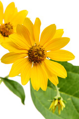 Jerusalem artichoke flower (topinambur) on white background