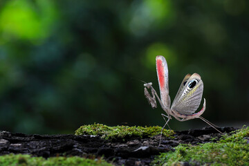 Colorful grasshopper 