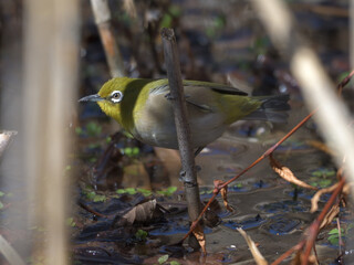 A cute green bird found in a swamp

