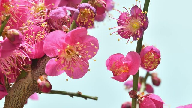 梅の花　開花　タイムラプス