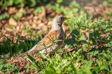 Obraz premium Fieldfare, Turdus pilaris, on a sprng lawn.