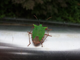 insect