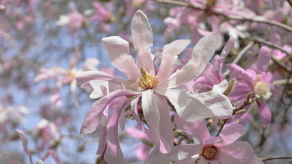 Obraz premium Showy and beautiful Magnolia stellata pink flowers close up on the branch against light blue background. Japanese Magnolia.