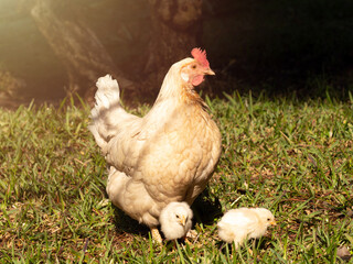 Hen walking with chicks on the farm