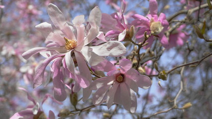 Showy and beautiful Magnolia stellata pink flowers close up on the  branch against light blue background. Japanese Magnolia.