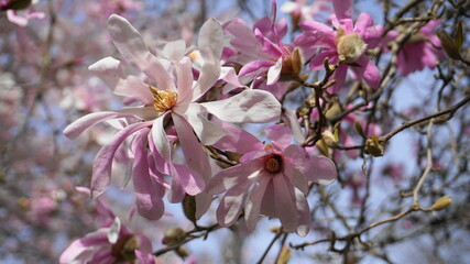 Showy and beautiful Magnolia stellata pink flowers close up on the  branch against light blue background. Japanese Magnolia.