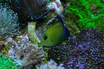 Tang fish swiming around sea anemones