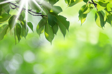 さわやかな新緑　木漏れ日　