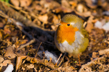Im Laub sitzt ein junges Rotkelchen