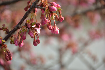 桜のつぼみ　早春の風景