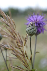 Purple flowers of large teat. Greater burdock 