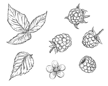 Hand drawn sketch black and white of soft fruit raspberry, leaf, flower. Vector illustration. Elements in graphic style label, card, sticker, menu, package. Engraved style illustration.