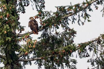 Close up of beautiful Red-tailed Hawk perched majestically among the branches of an evergreen tree watching for prey.