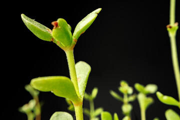 Small young green sprouts of a plant on black background