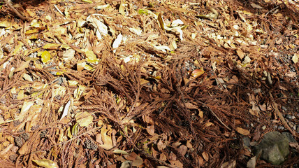 brown fallen leaves in Ise shrine, Japan