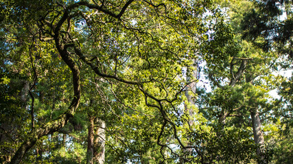 leaves on a tree looks like a dragon in Ise shrine, Japan