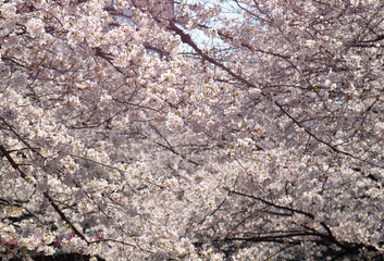 Cherry blossom branches in full bloom.