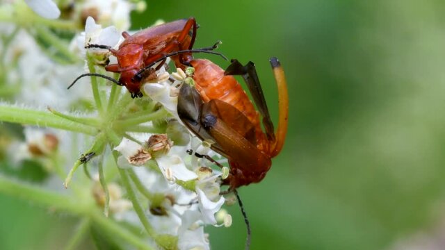 Pair of Soldier Beetle in copulation, their Latin name is Cantharis livida