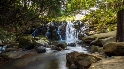 Naklejka na ściany i meble Mauritius Stream in Jungle