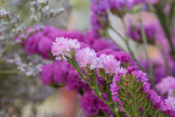 Fototapeta premium Pink limonium and green branches，Limonium sinense (Girard) Kuntze